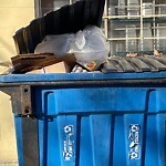 Trash/Recycling at 1005 Beacon St