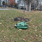 Public Trees at 53 65 School St