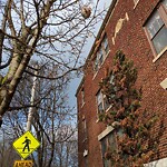 Public Trees at Washington St Opp Greenough St