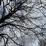 Public Trees at 42.34 N 71.11 W