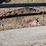 Dead Animals at 105 Brook St