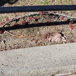 Dead Animals at Billy Ward Playground, 101 Aspinwall Ave, Brookline 02446