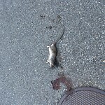Rodent Issues at 38 Juniper St, Brookline 02445