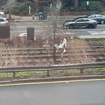 Public Trees at 1440–1446 Beacon St