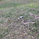 Dead Animals at 42.34 N 71.13 W