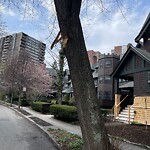 Public Trees at 59 Griggs Rd