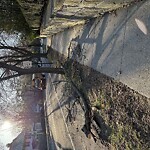 Public Trees at 166 Clinton Rd