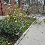 Public Trees at 115 Freeman St