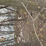 Dead Animals at Emerald Necklace Trail, Brookline 02445