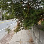 Sidewalk Obstruction at 24 Lagrange St, Chestnut Hill