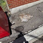Rodent Issues at 17 Williston Rd