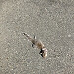 Dead Animals at 51 John St