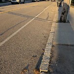 Dead Animals at 29 Longwood Ave