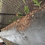 Sidewalk Obstruction at Christ's Church, 70 Colchester St, Brookline 02446