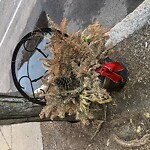 Trash/Recycling at 226 Harvard St