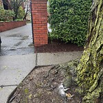 Dead Animals at 79 Carlton St
