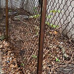 Trash/Recycling at 42.34 N 71.13 W