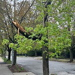 Public Trees at 53 Crowninshield Rd