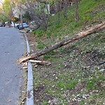 Public Trees at 42.34 N 71.13 W