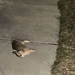 Dead Animals at 260 Fisher Ave