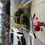 Sidewalk Obstruction at Putterham Cir, Chestnut Hill