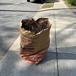 Trash/Recycling at 72 Stedman St