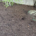 Rodent Issues at 42.34 N 71.11 W