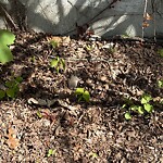 Dead Animals at 42.34 N 71.11 W