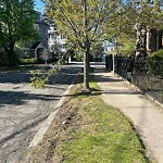 Public Trees at 50 Crowninshield Rd