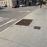 Public Trees at 137 Harvard St