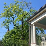 Public Trees at 25 Abbottsford Rd