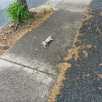 Dead Animals at 92 Thorndike St