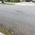 Dead Animals at 139 Winthrop Rd