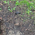 Dead Animals at 345 Harvard St