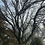 Public Trees at 42.34 N 71.11 W