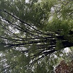 Public Trees at 260 Eliot St, Chestnut Hill 02467