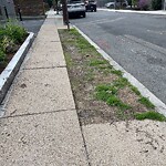 Public Trees at 59–61 Stearns Rd