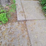 Sidewalk Repair at 105 St Paul St