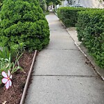 Sidewalk Obstruction at 86 Coolidge St