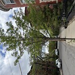 Public Trees at 23 Strathmore Rd