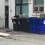 Rodent Issues at 1032 Commonwealth Ave, Boston
