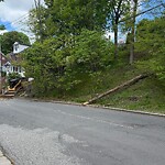 Public Trees at 96 York Terr
