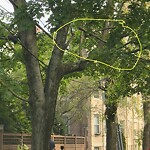 Public Trees at Corey Rd