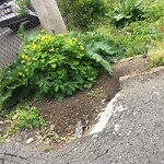 Rodent Issues at 16 Winslow Rd