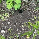 Rodent Issues at 42.34 N 71.13 W