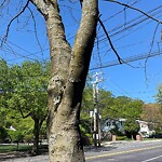 Public Trees at 166 Chestnut St