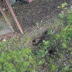 Rodent Issues at 42.33 N 71.15 W