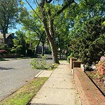 Public Trees at 16 Chilton St