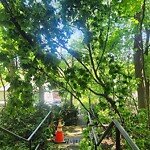 Public Trees at Winchester Path