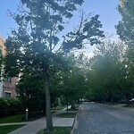 Public Trees at 61–199 Crowninshield Rd